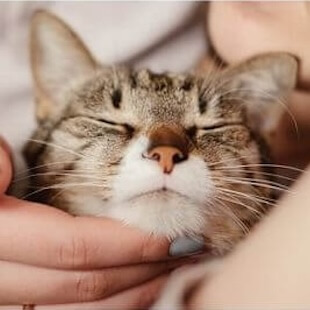 End of Life Pet Care in Lake Forest