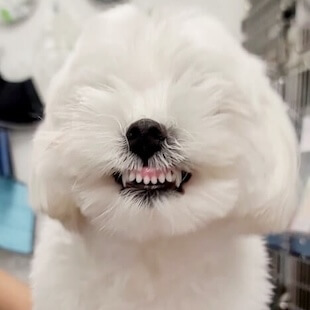 Pet Dental Care in Lake Forest