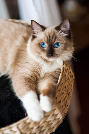 love your pet