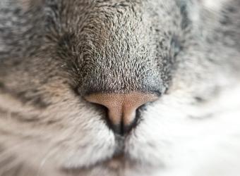 Dental Care For Your Pet
